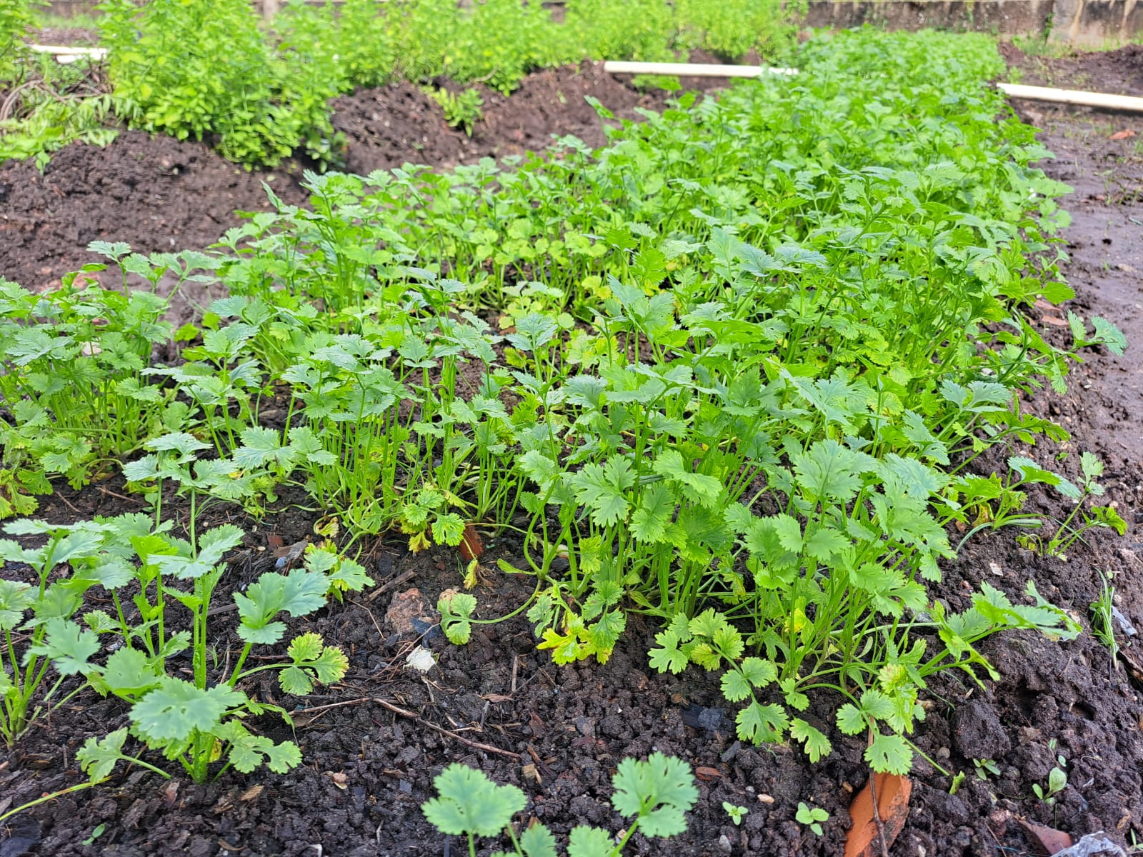 Alimentos produzidos nas hortas orgânicas do Copemcan são distribuídos para entidades filantrópicas